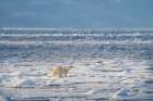 Norway, Svalbard. Polar bear on pack ice at sunrise. Art Print